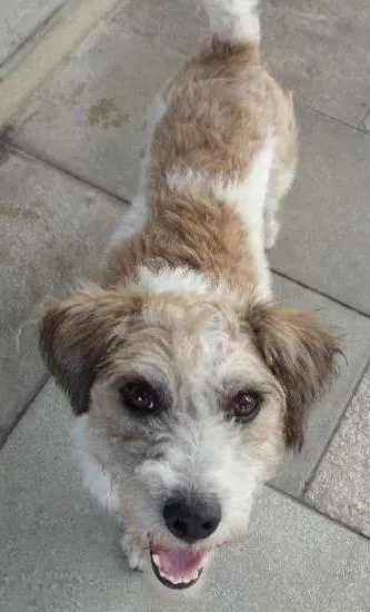 Cachorro ra a SRD idade  nome NIKO