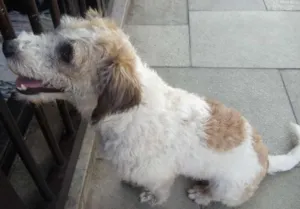 Cachorro raça SRD idade  nome NIKO