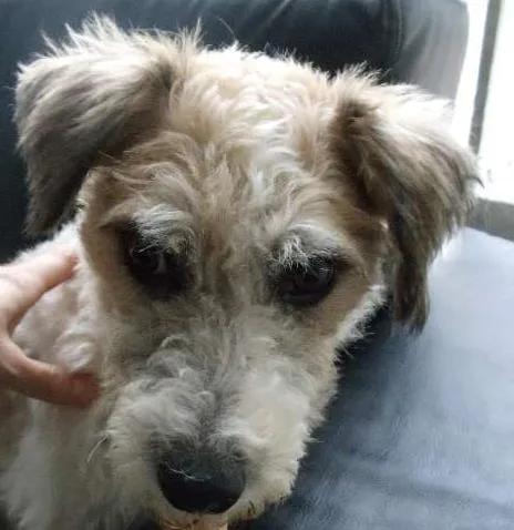 Cachorro ra a SRD idade  nome NIKO