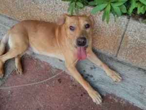 Cachorro raça Vira-lata idade 4 anos nome Alemão