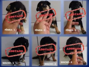 Cachorro raça SRD idade Abaixo de 2 meses nome FILHOTES