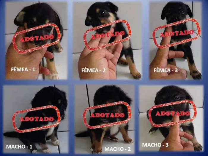 Cachorro ra a SRD idade Abaixo de 2 meses nome FILHOTES