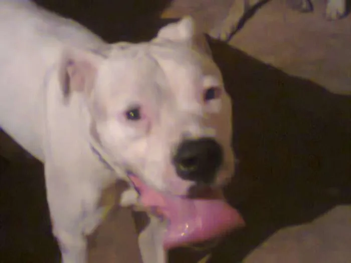 Cachorro ra a dogo argentino idade 3 anos nome obama