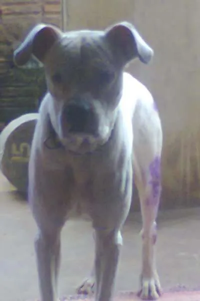 Cachorro ra a dogo argentino idade 3 anos nome obama