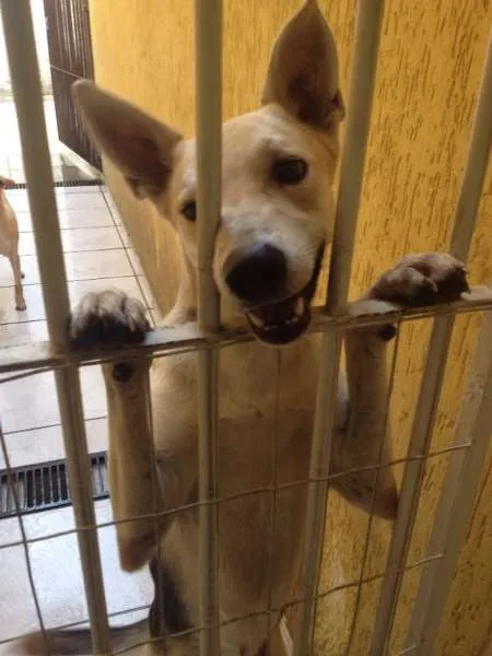 Cachorro ra a Vira Lata idade 2 anos nome Lobo