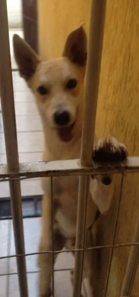 Cachorro ra a Vira Lata idade 2 anos nome Lobo