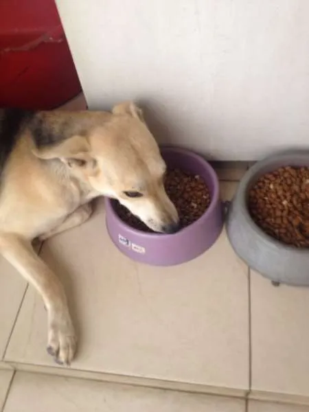 Cachorro ra a Vira Lata idade 2 anos nome Lobo