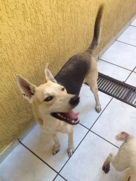 Cachorro ra a Vira Lata idade 2 anos nome Lobo