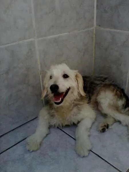 Cachorro raça vira-lata idade 1 ano nome Peludo