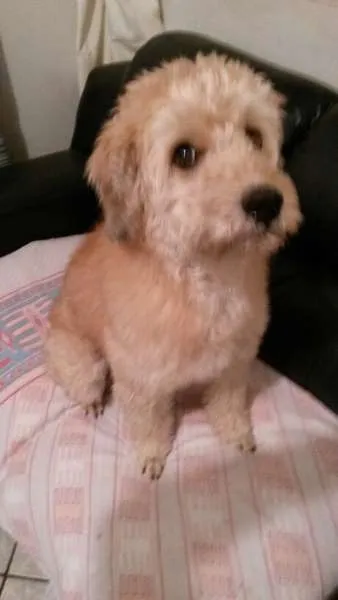 Cachorro ra a Poodle idade 6 ou mais anos nome Pufe