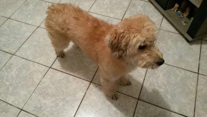 Cachorro ra a Poodle idade 6 ou mais anos nome Pufe