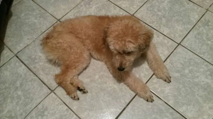 Cachorro ra a Poodle idade 6 ou mais anos nome Pufe