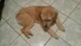 Pufe