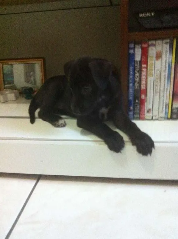 Cachorro raça Sem raça idade Abaixo de 2 meses nome Layka