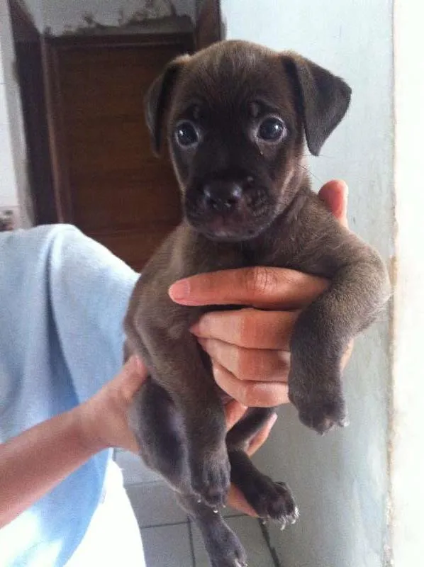Cachorro raça Sem raça idade Abaixo de 2 meses nome Sol