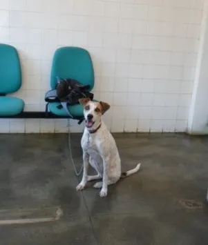 Cachorro raça SRD idade 1 ano nome Lolita