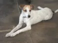 Lolita