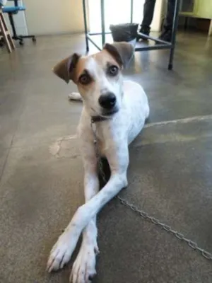 Cachorro raça SRD idade 1 ano nome Lolita