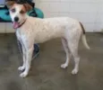 Lolita