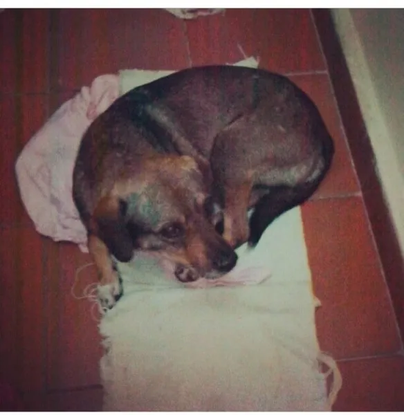 Cachorro ra a SRD idade 4 anos nome Bahuã