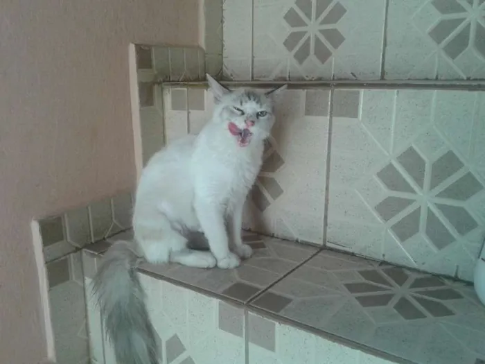 Gato ra a SRD idade 7 a 11 meses nome SOFHI CASTRADA
