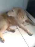 não tem