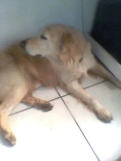 Cachorro ra a Golden retriever idade  nome não tem