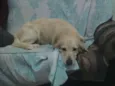 não tem