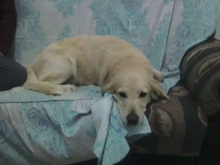 Cachorro ra a Golden retriever idade  nome não tem
