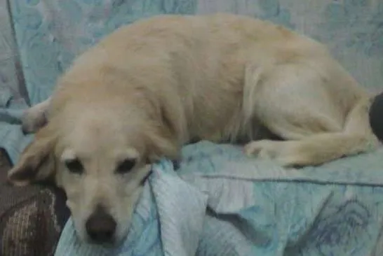Cachorro ra a Golden retriever idade  nome não tem