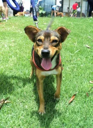 Cachorro raça SRD idade 2 anos nome Marok