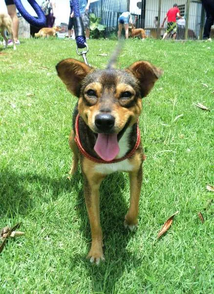 Cachorro ra a SRD idade 2 anos nome Marok