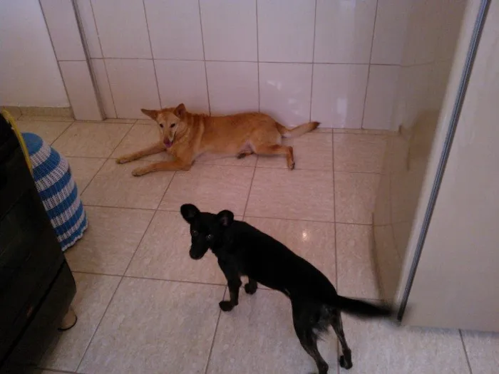 Cachorro ra a SRD idade 5 anos nome Lili
