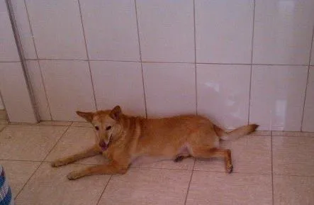 Cachorro ra a SRD idade 5 anos nome Lili