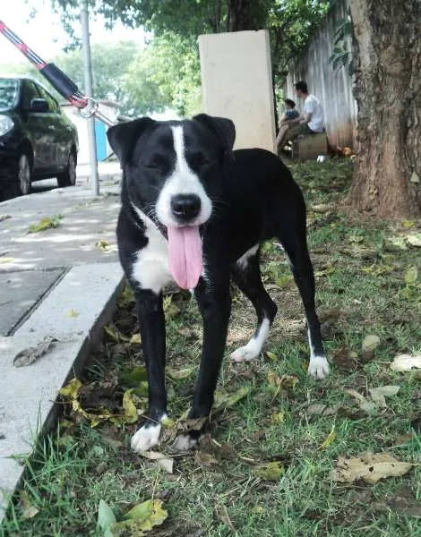 Cachorro ra a SRD idade 2 anos nome Peeta