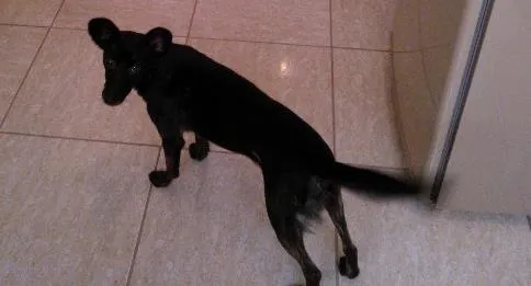 Cachorro ra a SRD idade 2 a 6 meses nome Laika