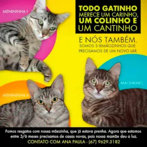 Gato raça DV idade  nome Lindos Gatinhos