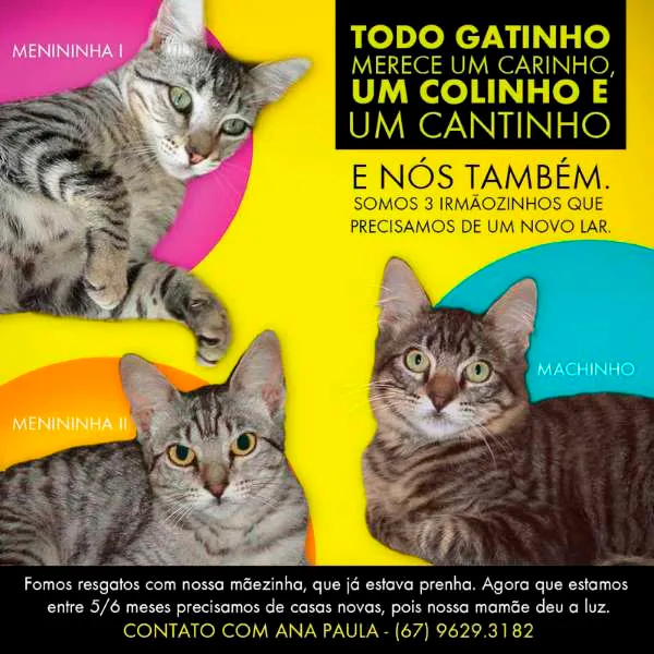 Gato ra a DV idade  nome Lindos Gatinhos