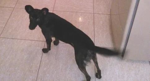 Cachorro ra a SRD idade 2 a 6 meses nome Laika