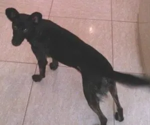 Cachorro raça SRD idade 2 a 6 meses nome Laika