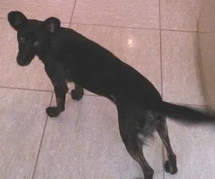 Cachorro ra a SRD idade 2 a 6 meses nome Laika