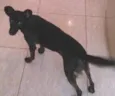 Laika