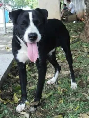 Cachorro raça SRD idade 2 anos nome Peeta