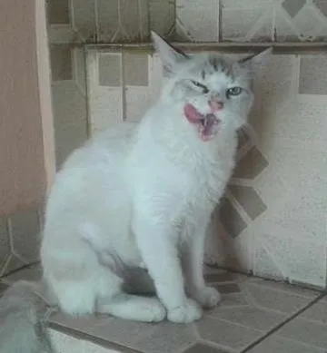 Gato ra a SRD idade 7 a 11 meses nome SOFHI CASTRADA