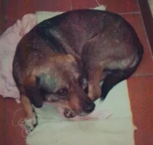 Cachorro raça SRD idade 4 anos nome Bahuã