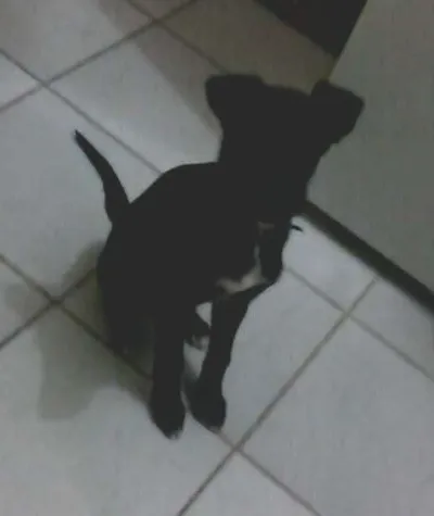 Cachorro ra a Vira Lata idade 2 a 6 meses nome Apollo