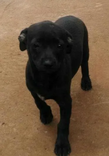 Cachorro ra a srd idade 2 a 6 meses nome jujuba