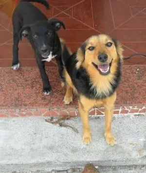 Cachorro raça SRD idade 2 a 6 meses nome Pingo