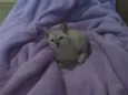 Pérola