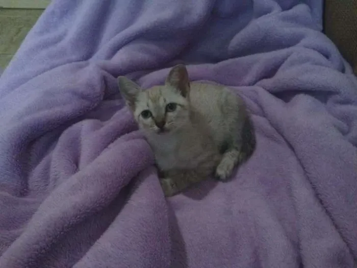 Gato ra a SRD idade 2 a 6 meses nome Pérola